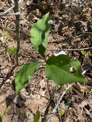 Trillium catesbaei
