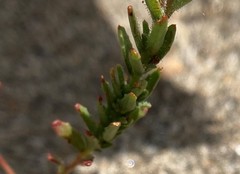 Camissonia contorta