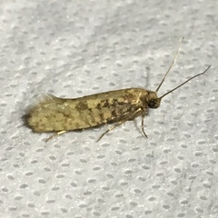 Acrolophinae