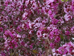 Physocalymma scaberrimum