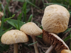 Agrocybe retigera