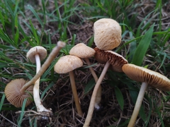 Agrocybe retigera