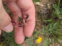 Acmispon grandiflorus