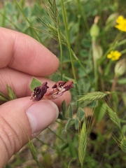 Acmispon grandiflorus