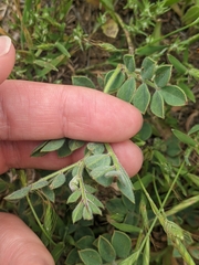 Acmispon grandiflorus