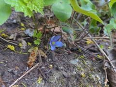 Hepatica nobilis