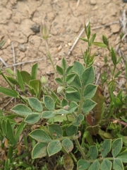 Acmispon grandiflorus