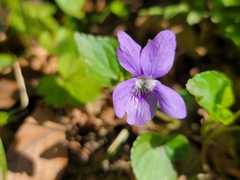 Viola × bavarica