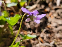Viola × bavarica