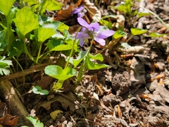 Viola × bavarica