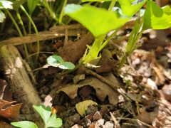 Viola × bavarica