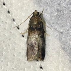 Acrobasis aurorella