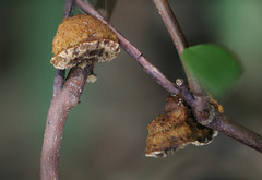 Phylloporia amplectens