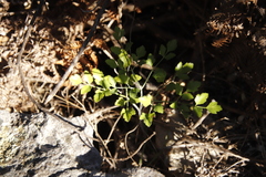 Notobubon galbanum
