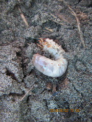 Pericoptus truncatus