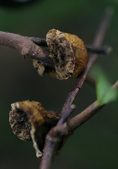 Phylloporia amplectens