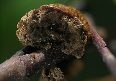 Phylloporia amplectens