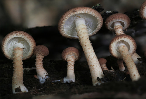 Ripartitella brasiliensis (Speg.) Singer