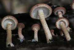 Ripartitella brasiliensis