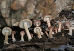 Ripartitella brasiliensis