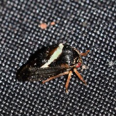 Smilia fasciata
