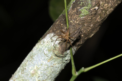 Polyboea