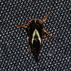 Smilia fasciata