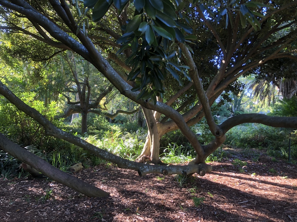 Stone oaks from Arderne Gardens, Southern Suburbs, WC, ZA on April 21 ...