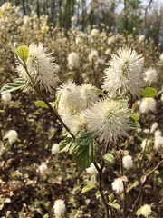 Fothergilla gardenii