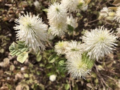 Fothergilla gardenii