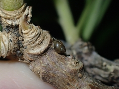 Tornatellinops mastersi