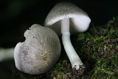 Pluteus glaucotinctus