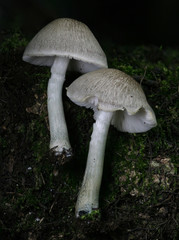 Pluteus glaucotinctus