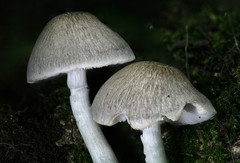 Pluteus glaucotinctus