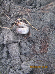 Pericoptus truncatus