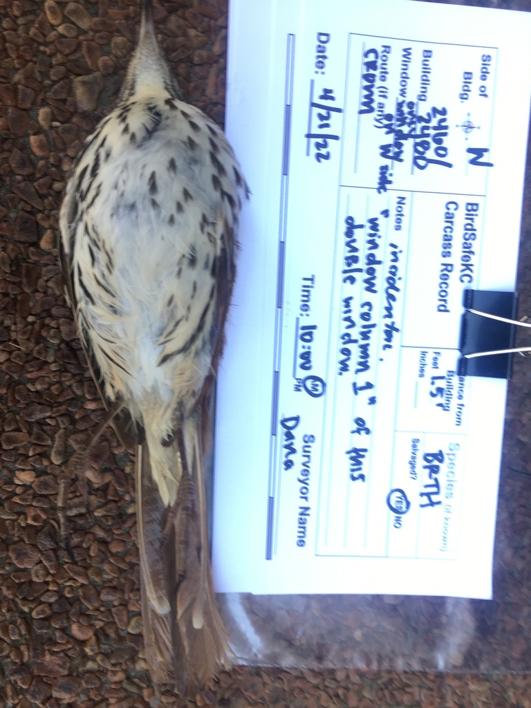 Brown Thrasher from Crown Center, Kansas City, MO, US on April 21, 2022 ...