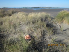 Pericoptus truncatus