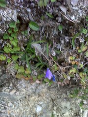 Adenophora morrisonensis