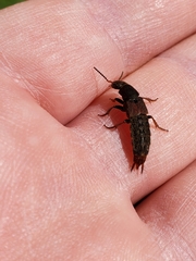 Platydracus mysticus