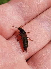 Platydracus mysticus