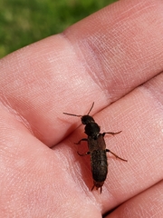 Platydracus mysticus