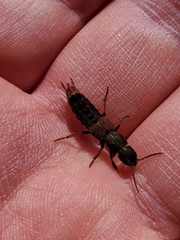 Platydracus mysticus