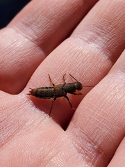 Platydracus mysticus