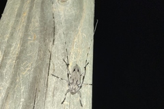 Acanthocinus nodosus