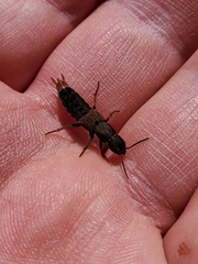 Platydracus mysticus