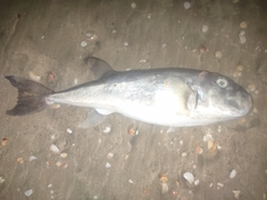 Lagocephalus guentheri