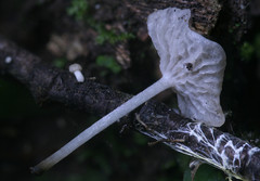 Marasmiellus flaccidus