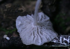 Marasmiellus flaccidus