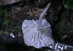 Marasmiellus flaccidus