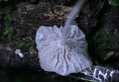 Marasmiellus flaccidus